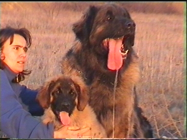 IntCh �Ch BKHCH Aladin v. Sissy-Haus & Gaia