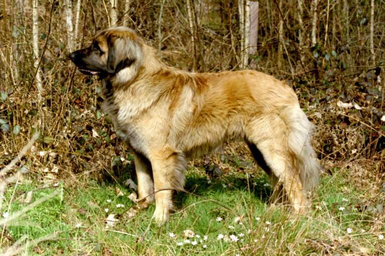 Excalibur v. Sissy-Haus