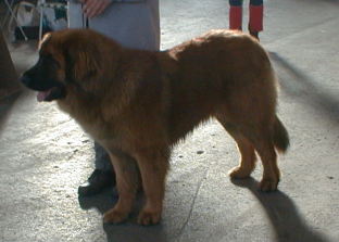 Baldur-Leonberger Sissy-Haus