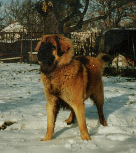 Sissy - Leonberger Sissy-Haus