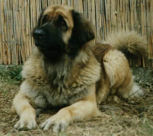 Sissy - Leonberger Sissy-Haus