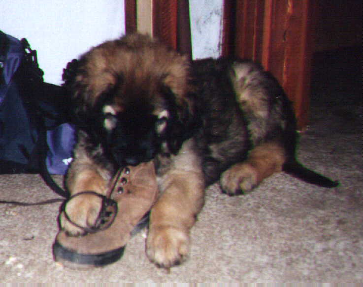 Sissy - Leonberger Sissy-Haus