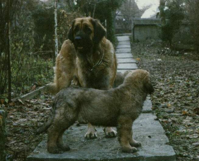 Sissy & Aladin - Leonberger Sissy-Haus