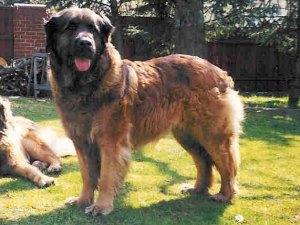 persephone lowe v. walhall.jpg